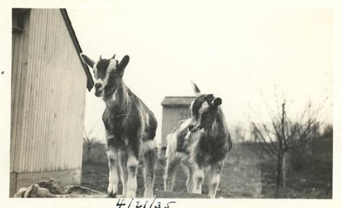 Two Baby Goats