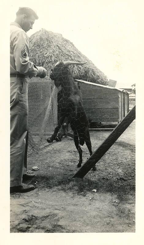 A Man Feeding a Goat