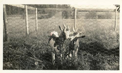 Two Goats in a Pen