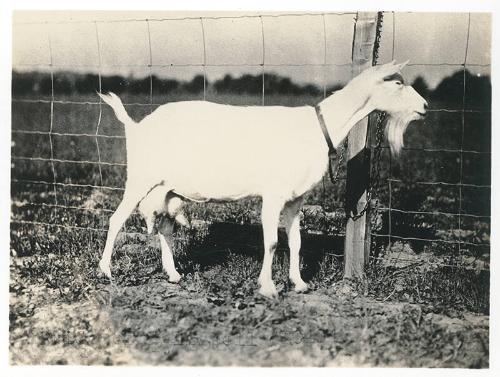 Goat in an Outdoor Pen