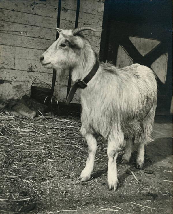 Long-Haired Goat Outside a Barn