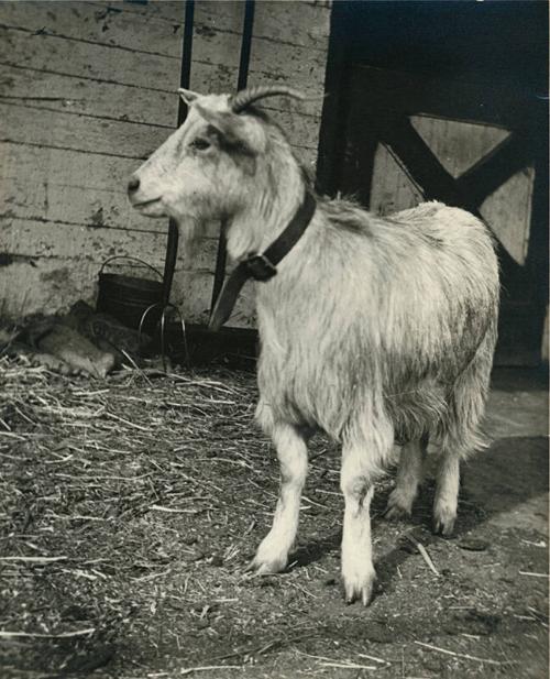 Long-Haired Goat Outside a Barn