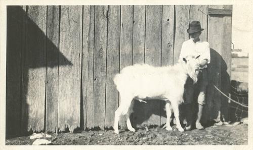 Billy Goat