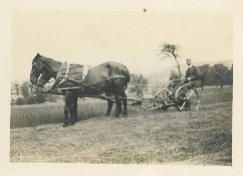Mowing Hay