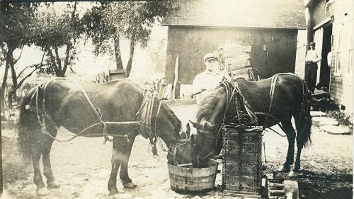 Two Horses Drinking from a Tub