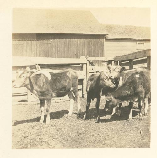 Heifers in a Barnyard