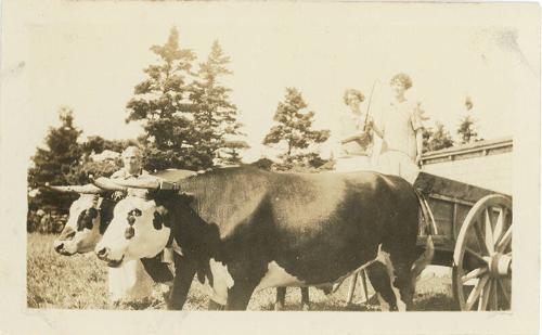 Oxen Team Pulling a Wagon