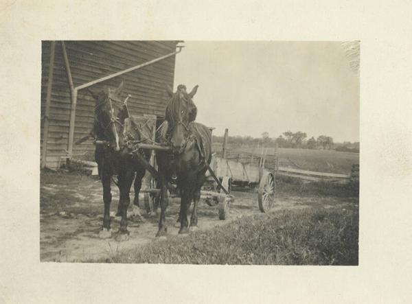 Horse Team with Wagon