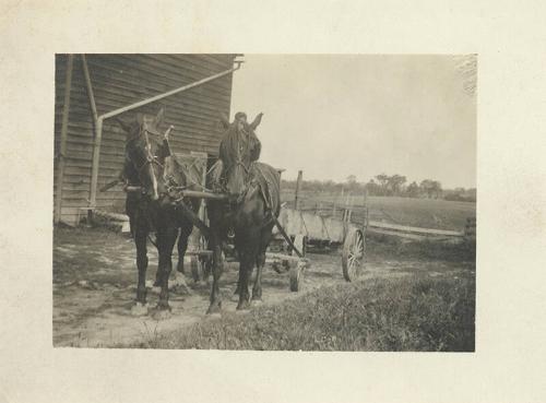 Horse Team with Wagon