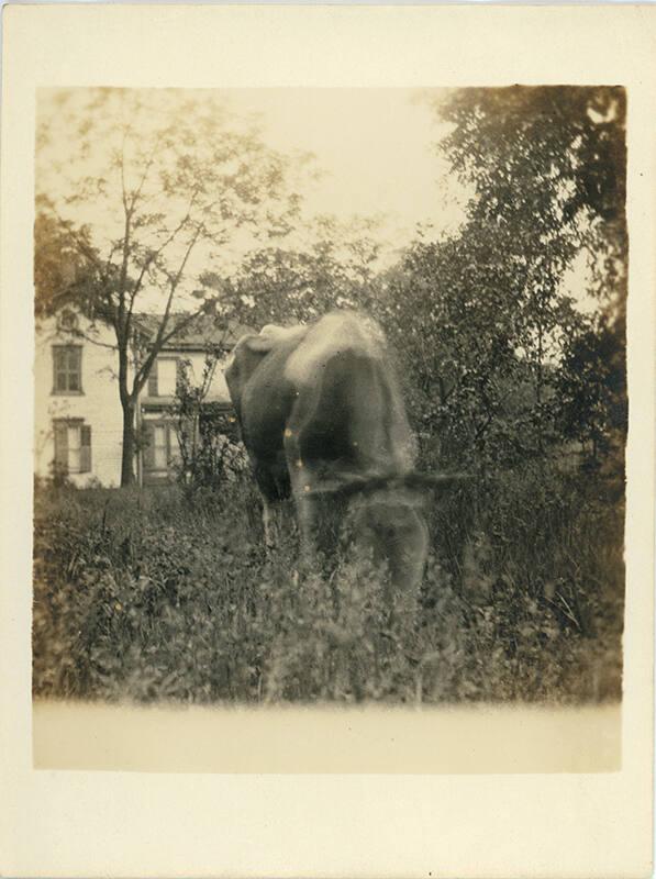 Grazing Bull
