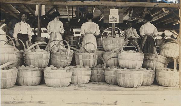Bushel Baskets of Peaches