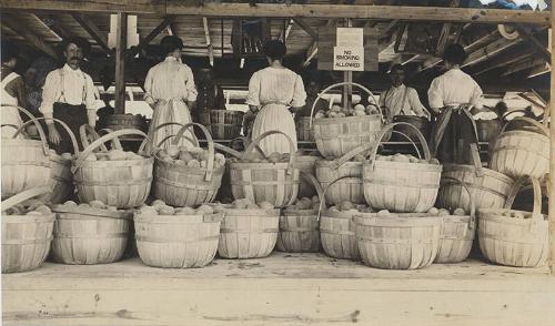 Bushel Baskets of Peaches