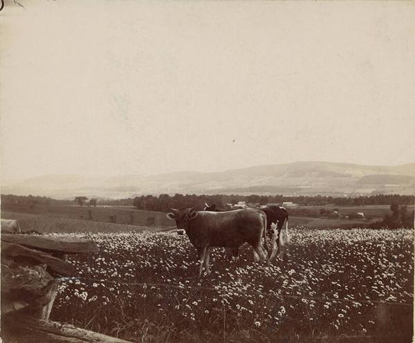 Two Cows in a Meadow