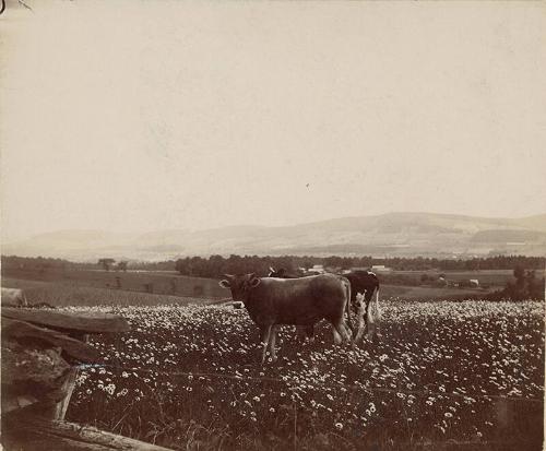Two Cows in a Meadow