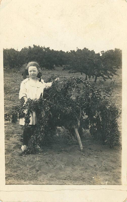 Young Girl Apple Tree Branch