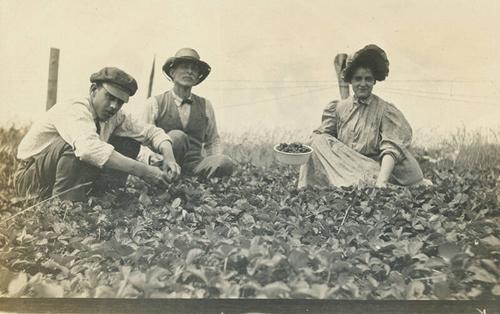 Strawberry Picking