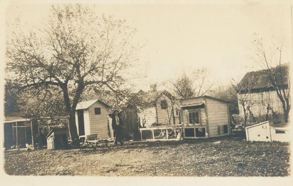 Small Backyard Chicken Coops