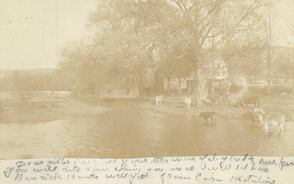 Cows in a River