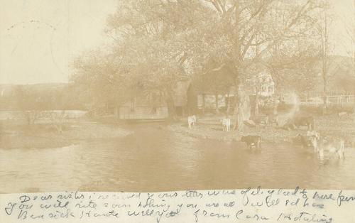 Cows in a River