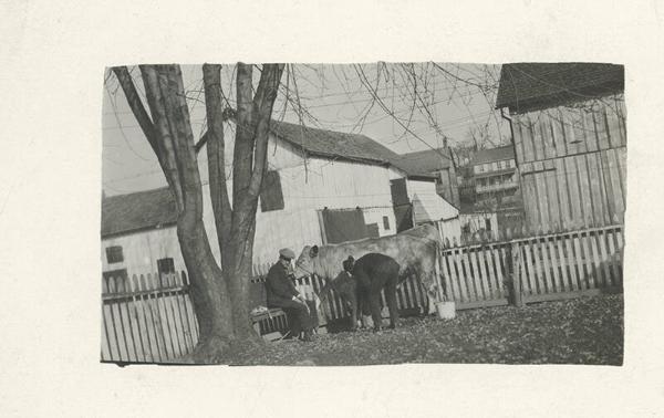 Two Men with a Cow in a Backyard