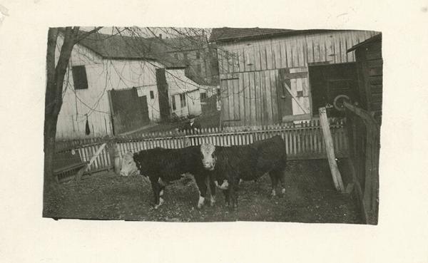 Two Cows in a Backyard