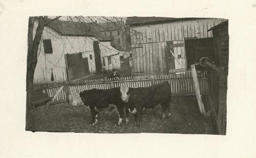 Two Cows in a Backyard