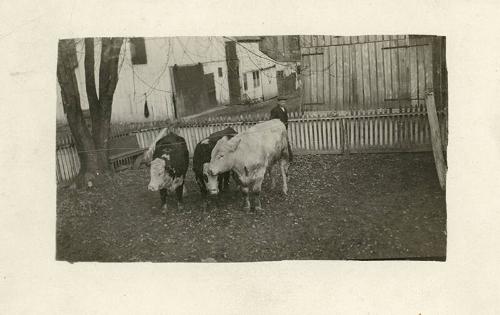 Three Cows in a Backyard