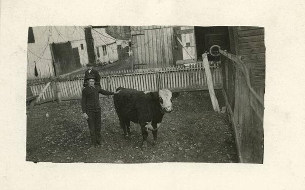 Two Men with a Cow in a Backyard (2)