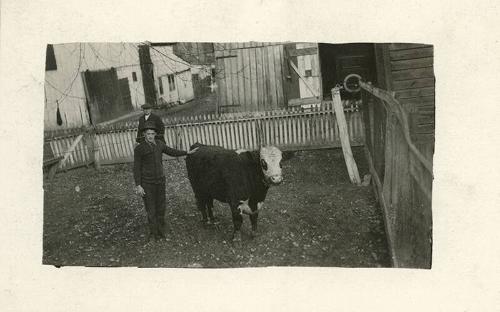 Two Men with a Cow in a Backyard (2)