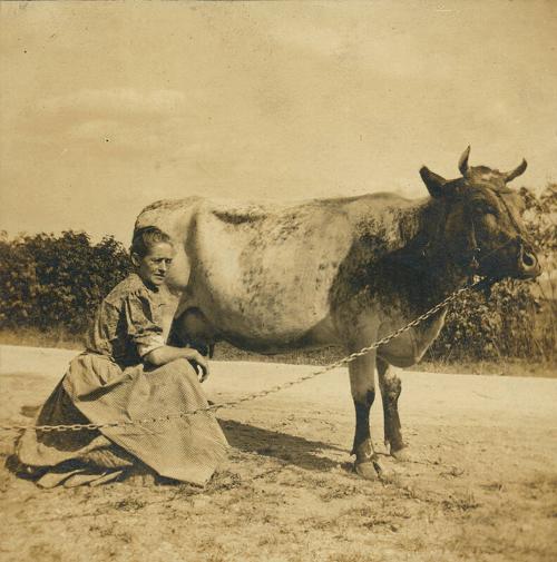 Woman Kneeling with Cow by her Side