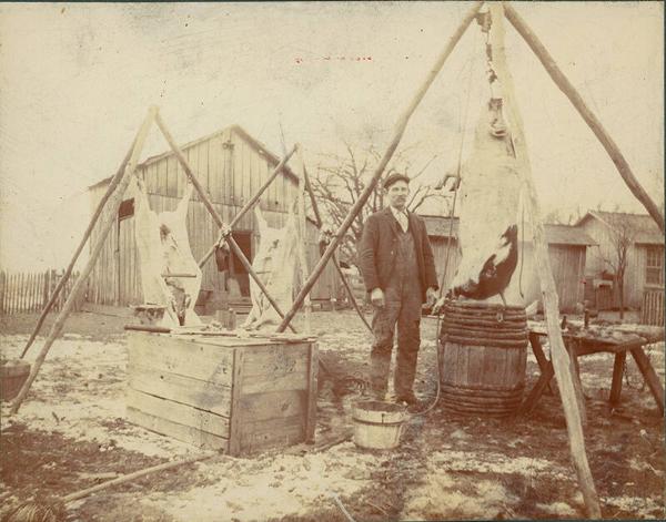 Processing Hogs