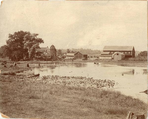 Summer Recreation on a Homestead
