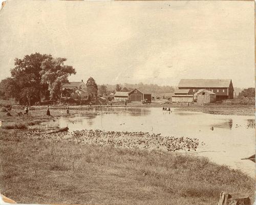 Summer Recreation on a Homestead