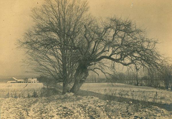 Hadley Meadow