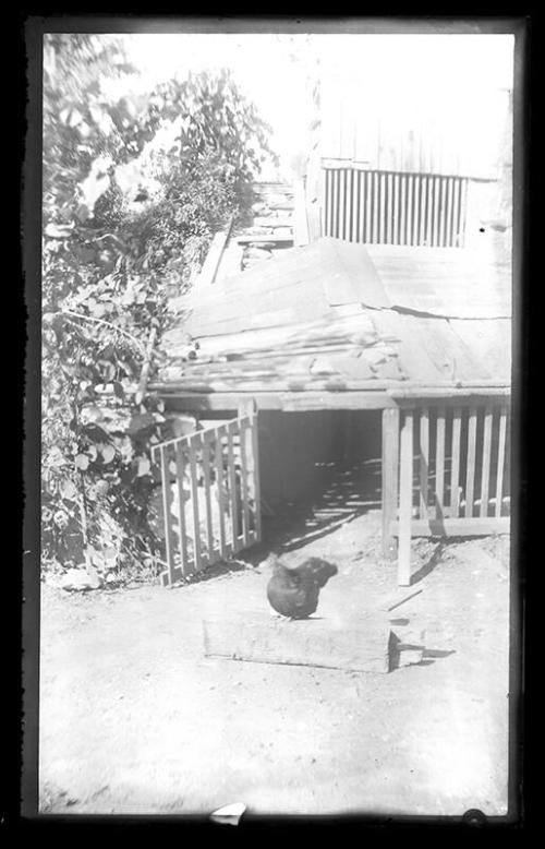 Chicken outside a Coop