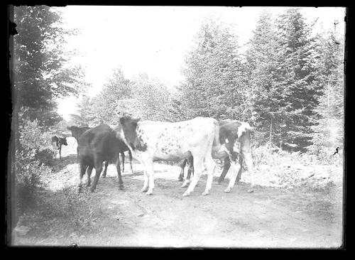 Cows in a Road
