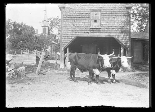 Oxen Team