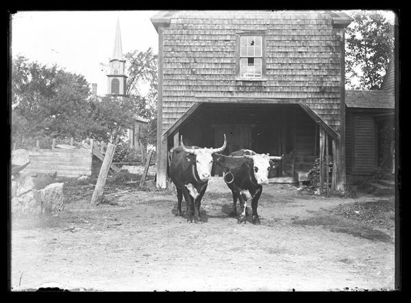 Oxen Team (2)