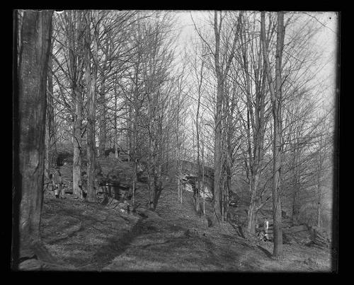Gathering Sap
