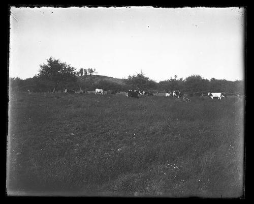Cows Grazing in Franklin, NY