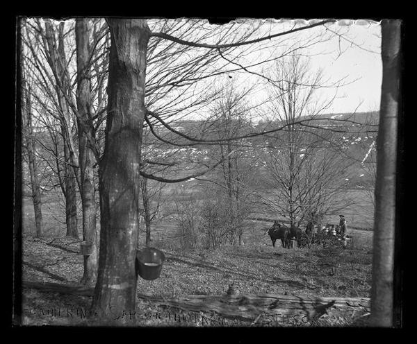 Gathering Sap on the L. Stilson Farm