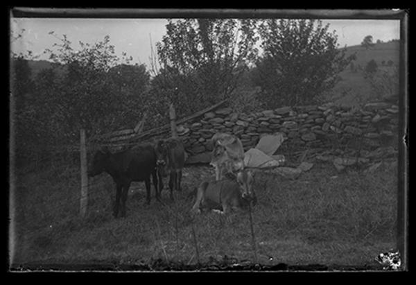 Calves Outdoors at Pasture