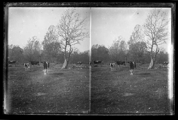 Cows in a Pasture