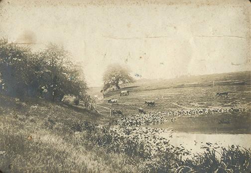 Cows in a Pasture