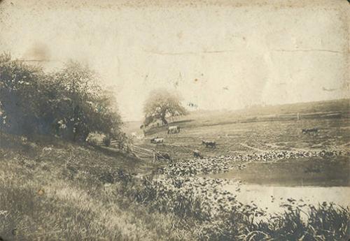 Cows in a Pasture