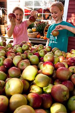 Apples at Sharon Orchards