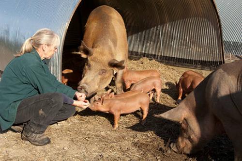 Alison Jones of Applegarth Farms Feeding Pigs
