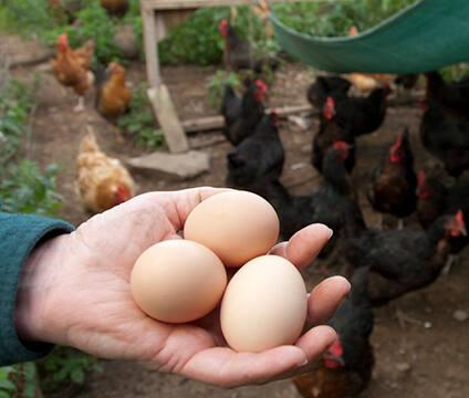 Alison Jones of Applegarth Farms with Eggs and Chickens