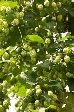 Wrobel Farm First Season Hops