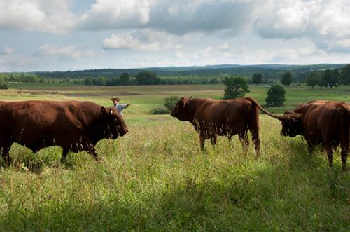 Cattle at G&T Farm
